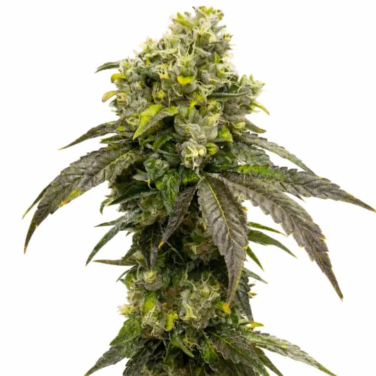 OCAs Cloud 9 cannabis seeds packaging — Royal King Seeds Australia