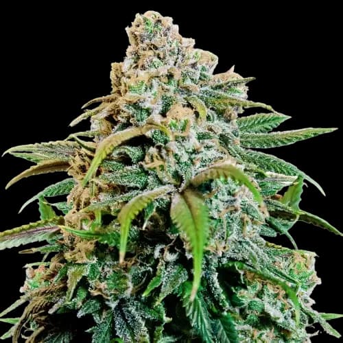 OG Cheese cannabis seeds packaging — Royal King Seeds Australia