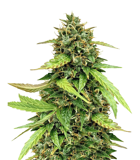 OG Chem cannabis seeds packaging — Royal King Seeds Australia