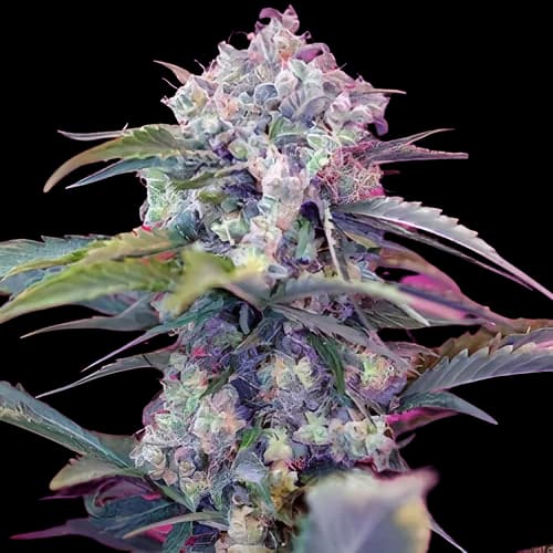 OG Diesel Kush cannabis seeds packaging — Royal King Seeds Australia
