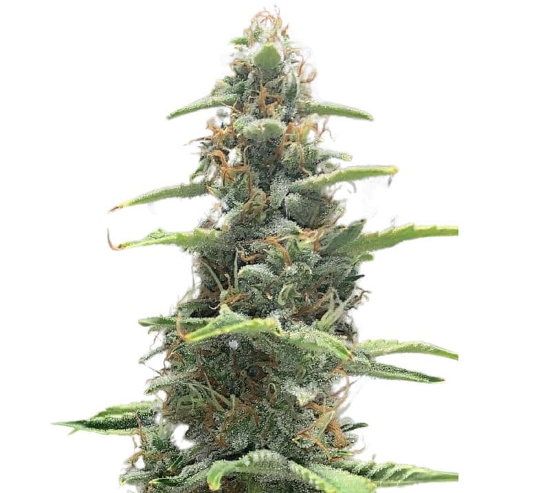 OG LA Affie cannabis seeds packaging — Royal King Seeds Australia