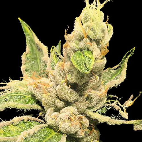 OG Los Angeles Kush cannabis seeds packaging — Royal King Seeds Australia
