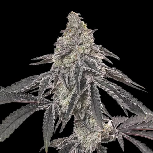 Ogre Berry cannabis seeds packaging — Royal King Seeds Australia