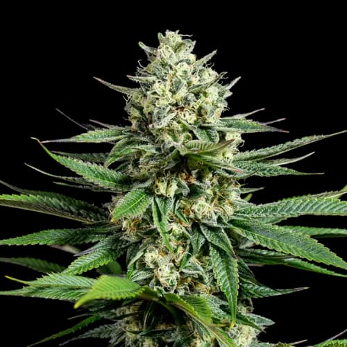 Opal OG Kush cannabis seeds packaging — Royal King Seeds Australia