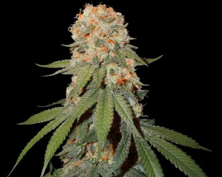 Orange Bud cannabis seeds packaging — Royal King Seeds Australia
