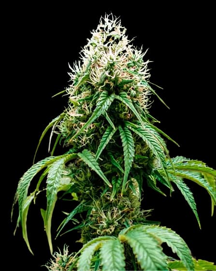 Orange Crush cannabis seeds packaging — Royal King Seeds Australia