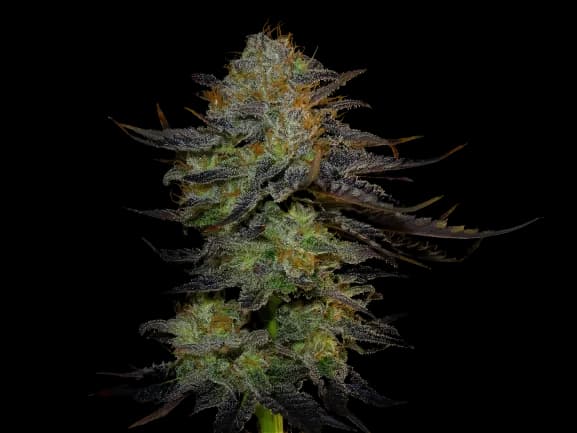 Orange Haze cannabis seeds packaging — Royal King Seeds Australia