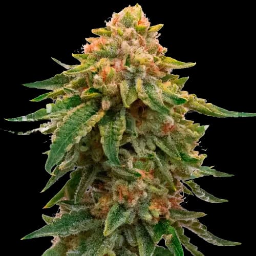 Orange Skunk cannabis seeds packaging — Royal King Seeds Australia