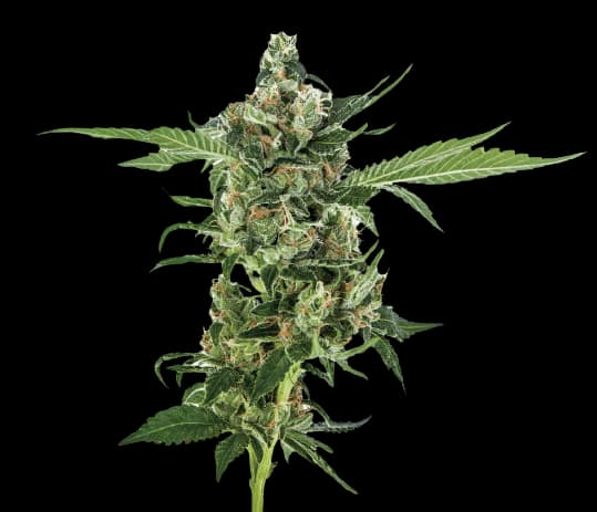 Oregon Diesel cannabis seeds packaging — Royal King Seeds Australia
