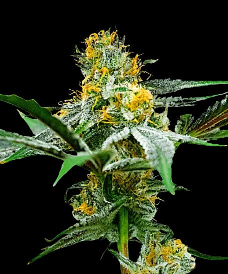 Oregon Peach cannabis seeds packaging — Royal King Seeds Australia