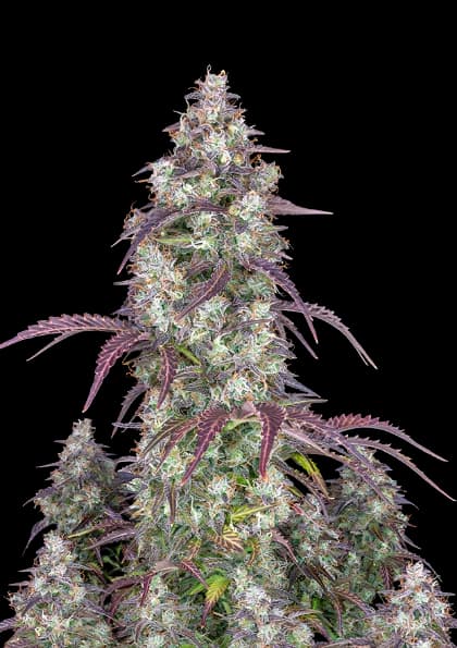 Original Lemon Pie cannabis seeds packaging — Royal King Seeds Australia