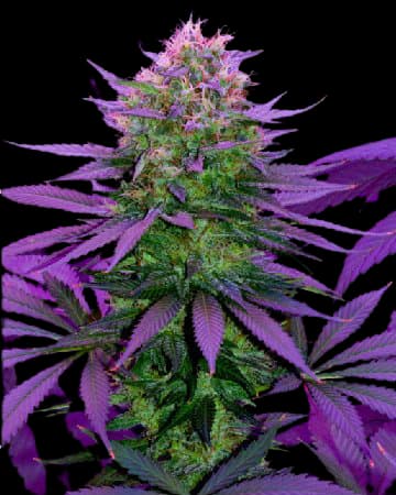 Overlord OG cannabis seeds packaging — Royal King Seeds Australia