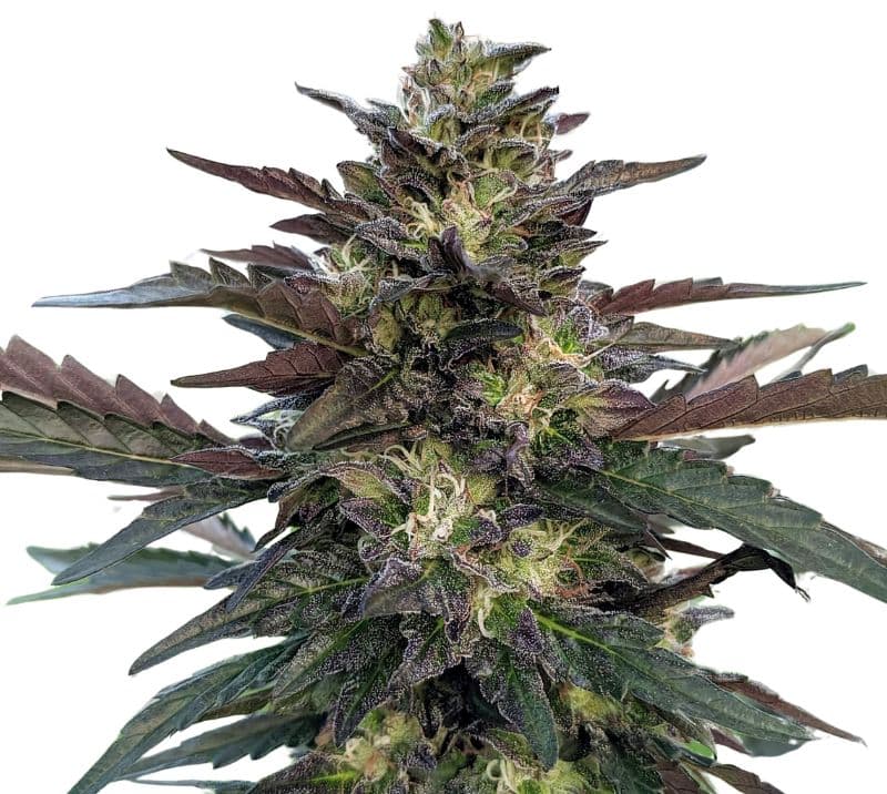 Pakistan Valley Kush cannabis seeds packaging — Royal King Seeds Australia