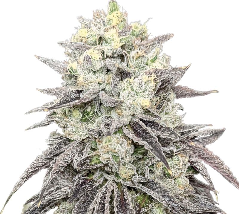 Pakistani Chitral Kush cannabis seeds packaging — Royal King Seeds Australia