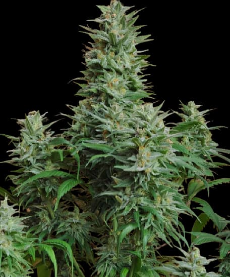 Papaya cannabis seeds packaging — Royal King Seeds Australia