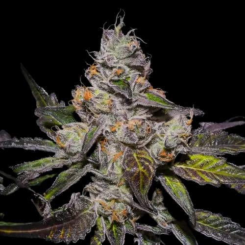 Peanut Butter Breath cannabis seeds packaging — Royal King Seeds Australia