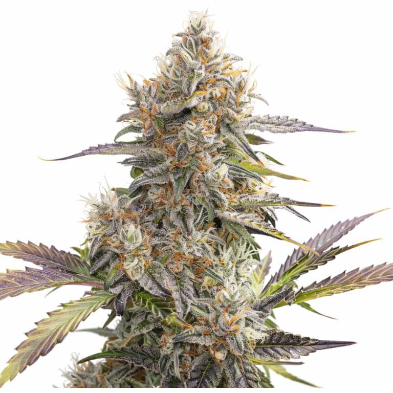 Pennywise CBD cannabis seeds packaging — Royal King Seeds Australia