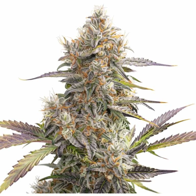 Pennywise cannabis seeds packaging — Royal King Seeds Australia