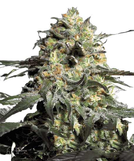 Peyote Cookies cannabis seeds packaging — Royal King Seeds Australia