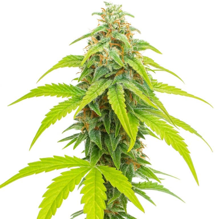 Pina Colada cannabis seeds packaging — Royal King Seeds Australia