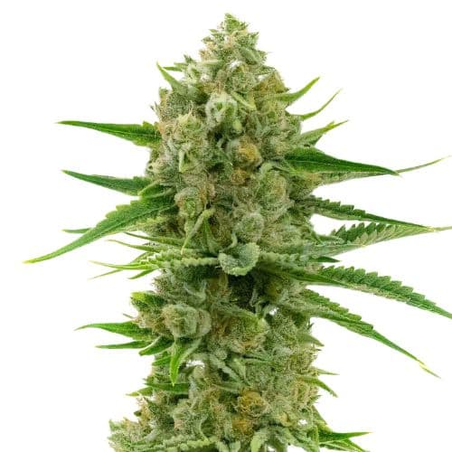 Pine cannabis seeds packaging — Royal King Seeds Australia
