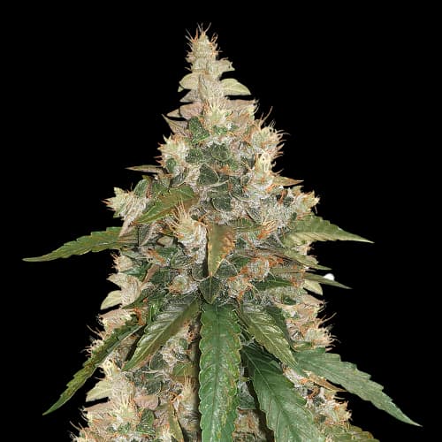 Pine Tar Kush cannabis seeds packaging — Royal King Seeds Australia