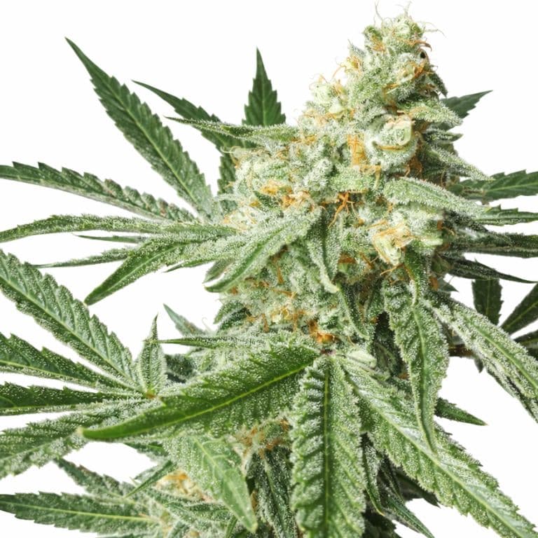 Pineapple Chunk cannabis seeds packaging — Royal King Seeds Australia