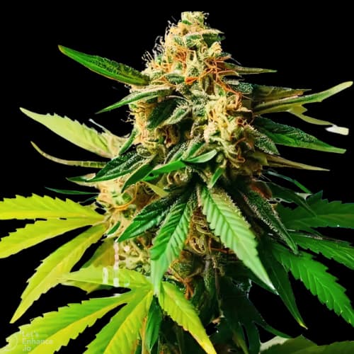 Pineapple Diesel cannabis seeds packaging — Royal King Seeds Australia