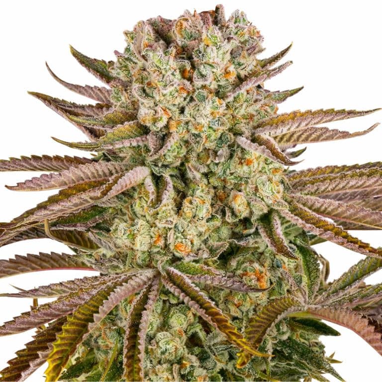 Pineapple Express cannabis seeds packaging — Royal King Seeds Australia