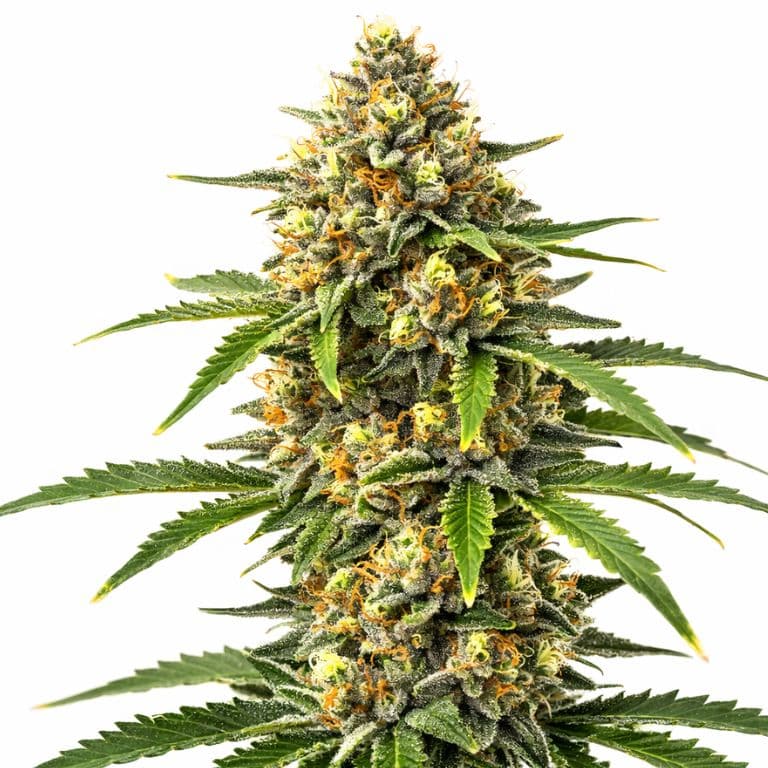 Pineapple cannabis seeds packaging — Royal King Seeds Australia