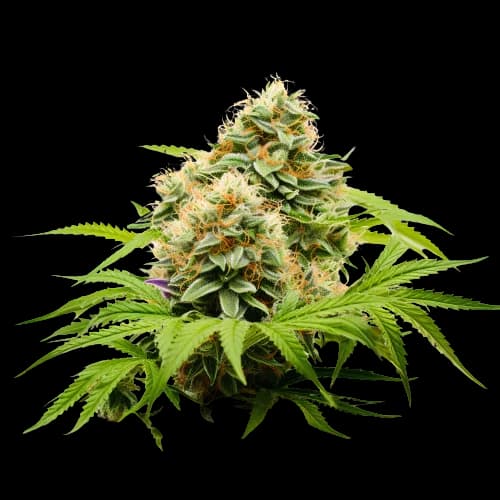 Pineapple Haze cannabis seeds packaging — Royal King Seeds Australia
