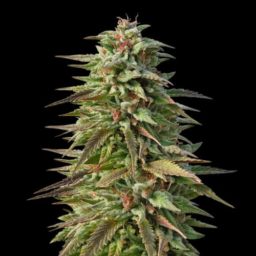 Pineapple Kush cannabis seeds packaging — Royal King Seeds Australia