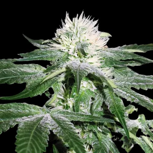 Pineapple Mayhem cannabis seeds packaging — Royal King Seeds Australia