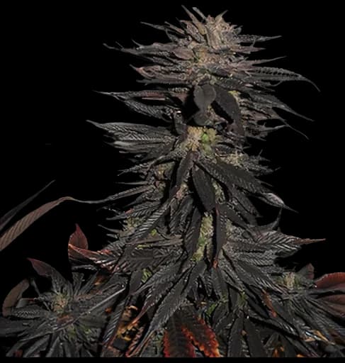 Pineapple Purple Skunk cannabis seeds packaging — Royal King Seeds Australia