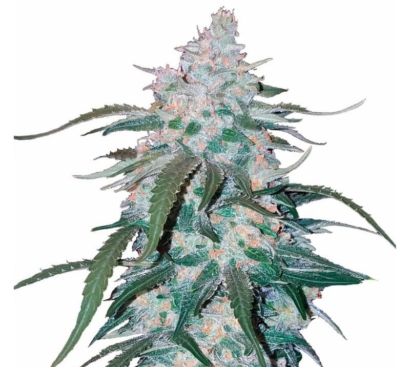 Pineapple Thai cannabis seeds packaging — Royal King Seeds Australia