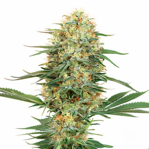 Pink Bubba cannabis seeds packaging — Royal King Seeds Australia