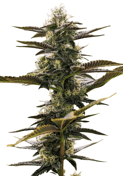 Pink Champagne cannabis seeds packaging — Royal King Seeds Australia