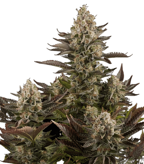 Pink Mango cannabis seeds packaging — Royal King Seeds Australia