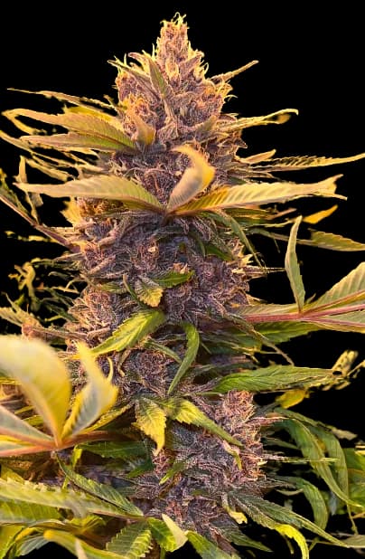 Pink Panther cannabis seeds packaging — Royal King Seeds Australia