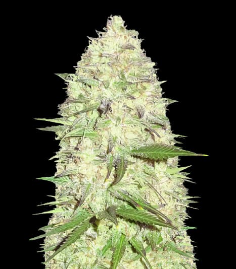 Pitbull Pit cannabis seeds packaging — Royal King Seeds Australia