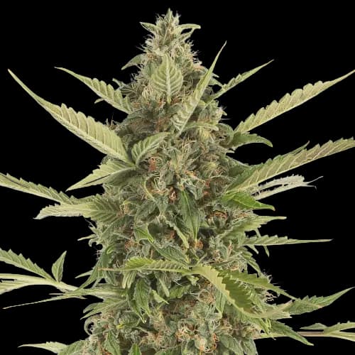 Platinum Bubba Kush cannabis seeds packaging — Royal King Seeds Australia