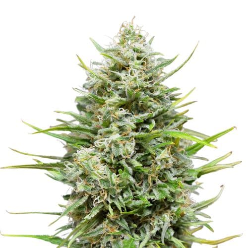 Platinum Kush cannabis seeds packaging — Royal King Seeds Australia
