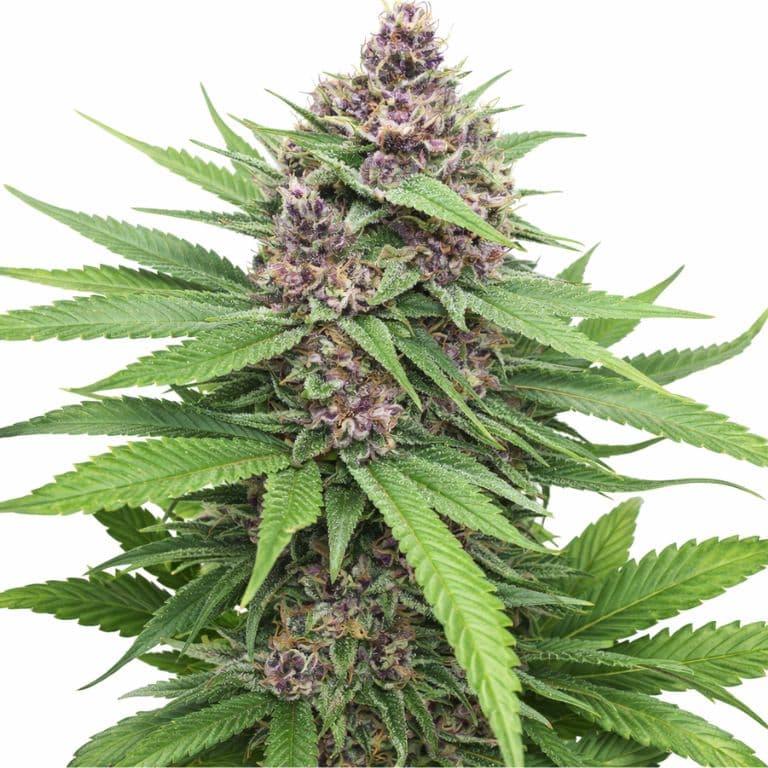 Plushberry cannabis seeds packaging — Royal King Seeds Australia
