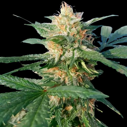 Pluto Kush cannabis seeds packaging — Royal King Seeds Australia