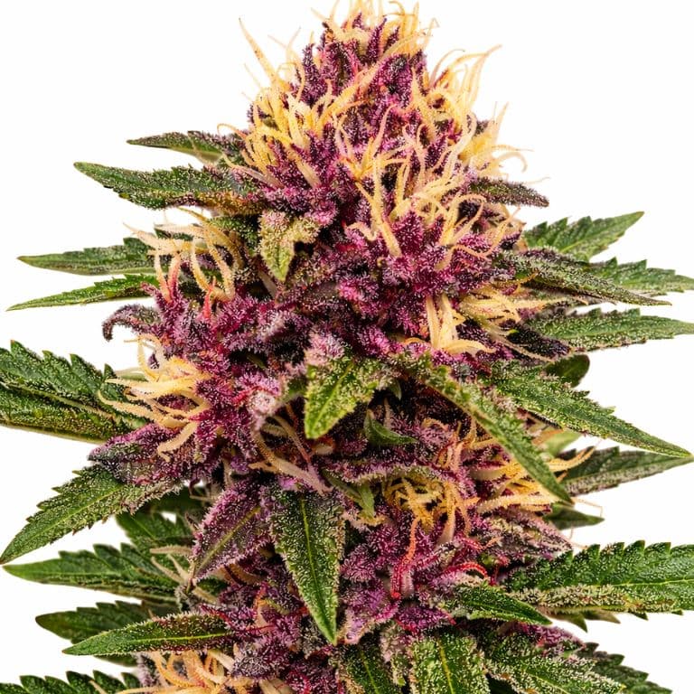 Pokie cannabis seeds packaging — Royal King Seeds Australia