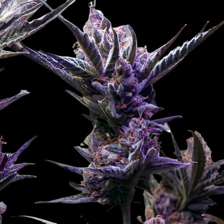Pop Rox cannabis seeds packaging — Royal King Seeds Australia
