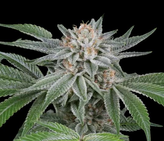 Popcorn Kush cannabis seeds packaging — Royal King Seeds Australia