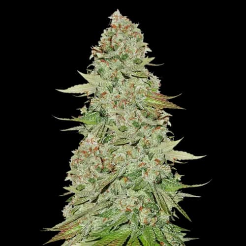 Power Kush cannabis seeds packaging — Royal King Seeds Australia