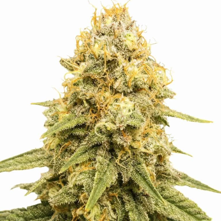 Power Plant cannabis seeds packaging — Royal King Seeds Australia