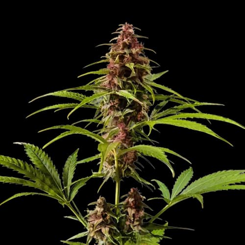 Pre-98 Bubba Kush cannabis seeds packaging — Royal King Seeds Australia